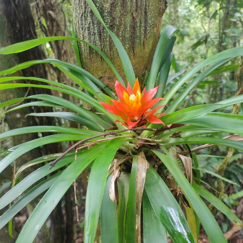 Guzmania — Bild 1