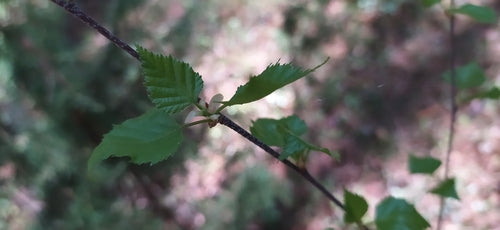 Srebrna brzoza — Bild 2