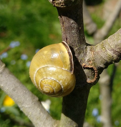 Grove wstążkowy ślimak — Bild 3