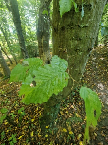 grab — Bild 4