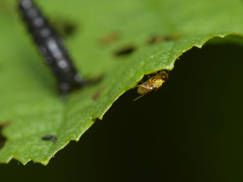 Pozbądź się much łodygowych — Bild 5