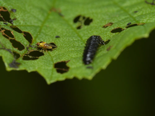 Pozbądź się much łodygowych — Bild 3