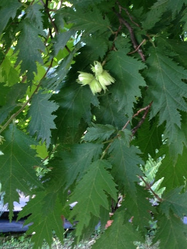 orzech laskowy — Bild 2