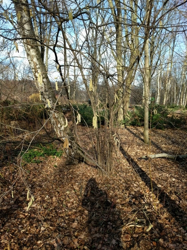 orzech laskowy — Bild 3