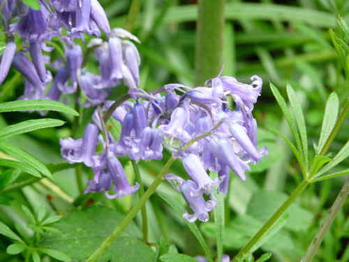 Dzwonki — Bild 3