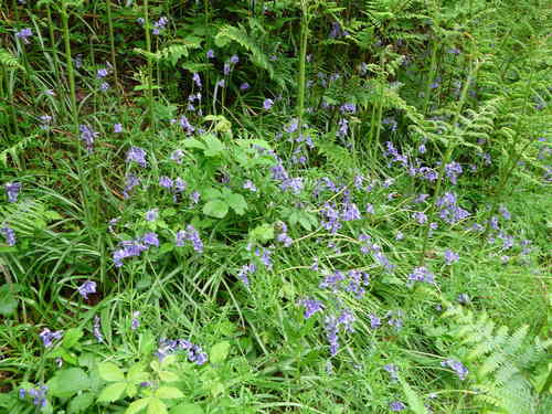 Dzwonki — Bild 2