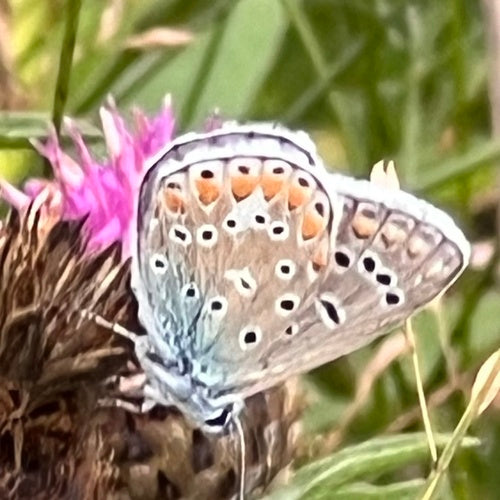 Hauhechel Blueling — Bild 2
