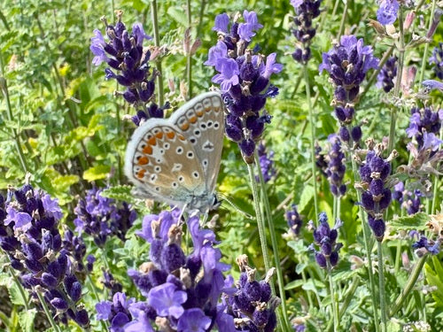 Hauhechel Blueling — Bild 4
