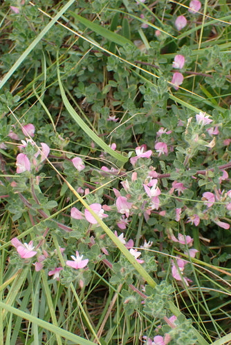 Hauhechela — Bild 3