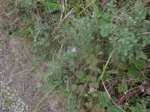 Hauhechela — Bild 5
