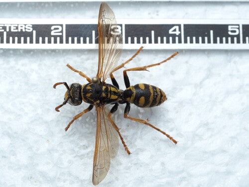 Osa polna domowa — Bild 2