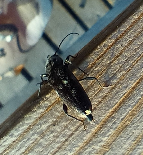 Chrząszcz domowy — Bild 2