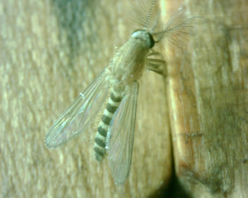 komar domowy — Bild 3