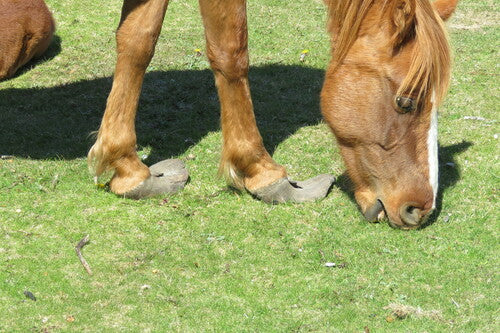 Koń domowy — Bild 4