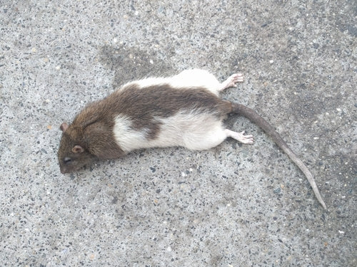 szczur domowy — Bild 5