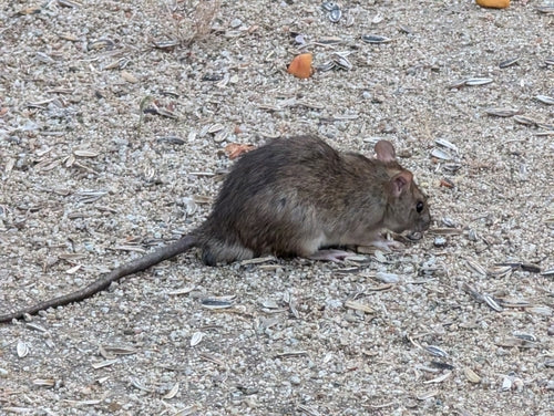 szczur domowy — Bild 3