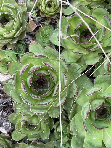 Houseleek — Bild 5