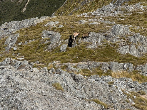 koza domowa — Bild 5