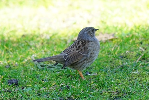 Dunnocka — Bild 4