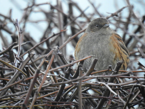 Dunnocka — Bild 3
