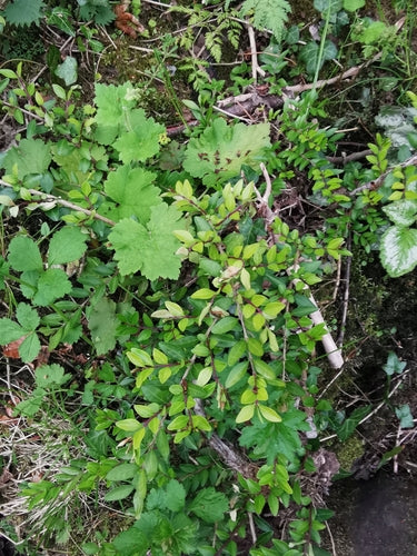 Mirt żywopłotowy — Bild 1
