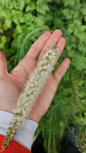 Jesienna srebrna świeca — Bild 4