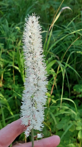 Jesienna srebrna świeca — Bild 2