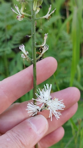 Jesienna srebrna świeca — Bild 1