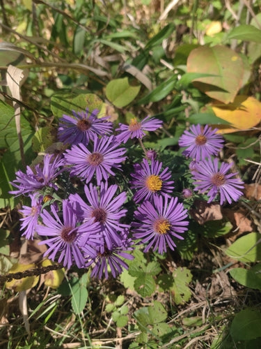 Jesienny aster — Bild 5