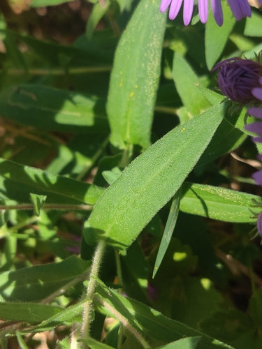Jesienny aster — Bild 4
