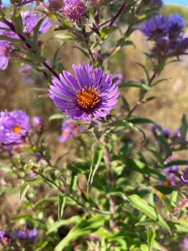 Jesienny aster — Bild 3