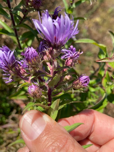 Jesienny aster — Bild 2