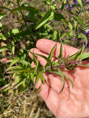 Jesienny aster — Bild 1