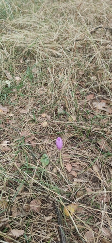 Jesienny krokus — Bild 5