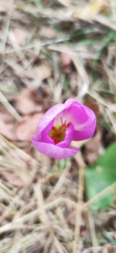 Jesienny krokus — Bild 4
