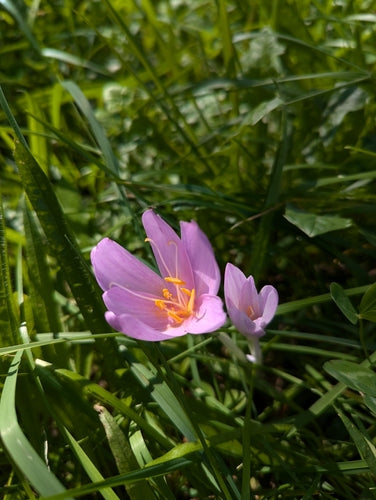 Jesienny krokus — Bild 2