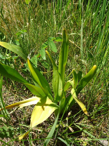 Jesienny krokus — Bild 3