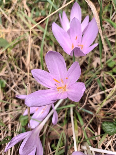 Jesienny krokus — Bild 1