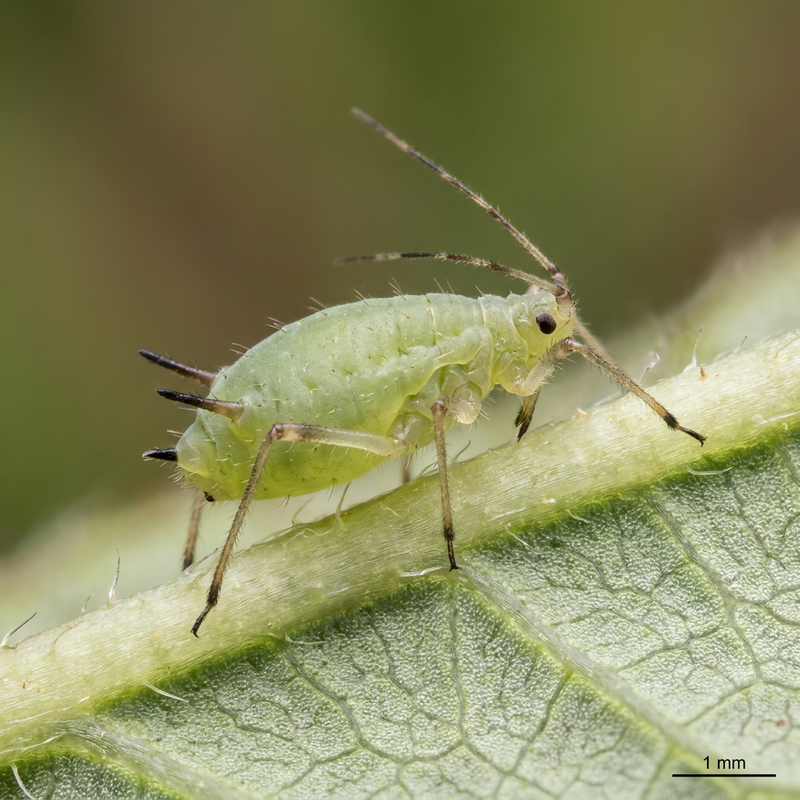 Mszyca malinowa