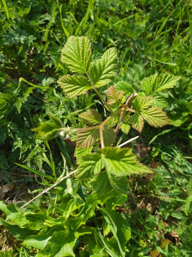 Maliny — Bild 3