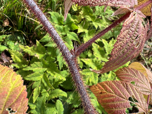 Maliny — Bild 4