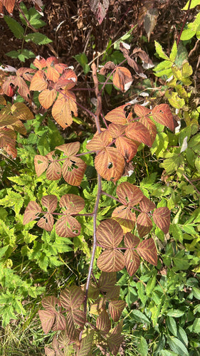 Maliny — Bild 3