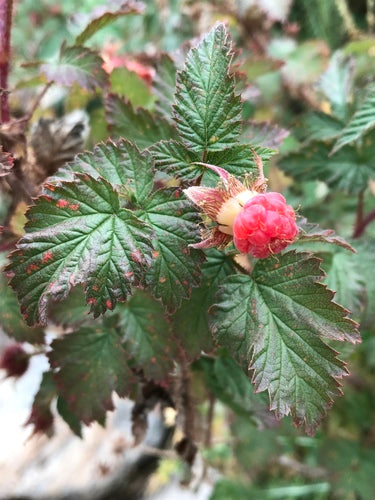 Maliny — Bild 1