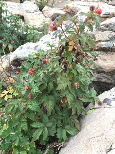 Maliny — Bild 2