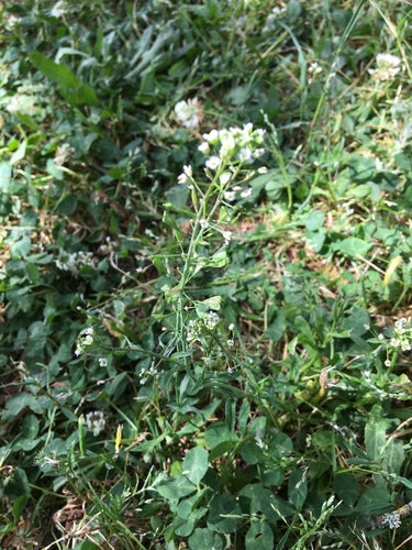 Pasterska torba — Bild 5