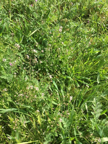 Pasterska torba — Bild 2