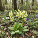 Hohe Schlüsselblume (Primula elatior) in Blüte im naturnahen Garten (KI-generiert)