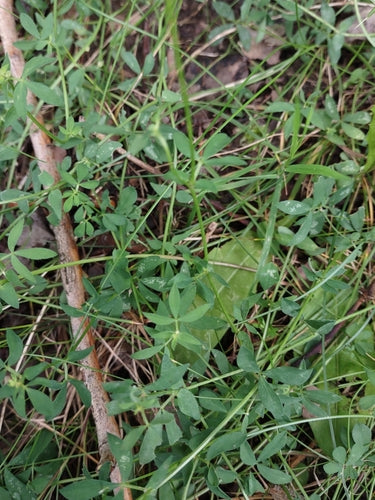 Koniczyna rogowa — Bild 2