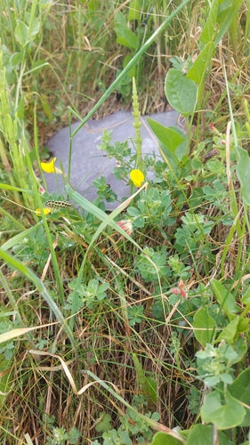 Koniczyna rogowa — Bild 4