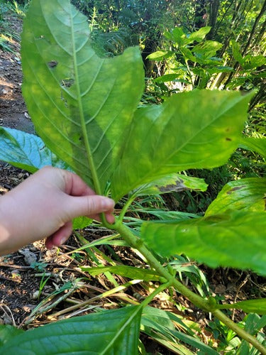Hortensje — Bild 2